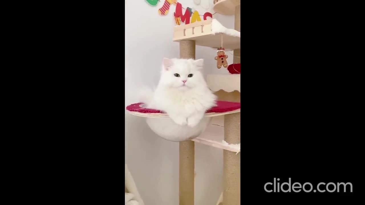 Kitty Capers & Cute Quirks: Endless Entertainment Awaits 🎈🐱