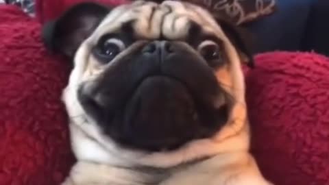 The last dog has seen stuff 😂