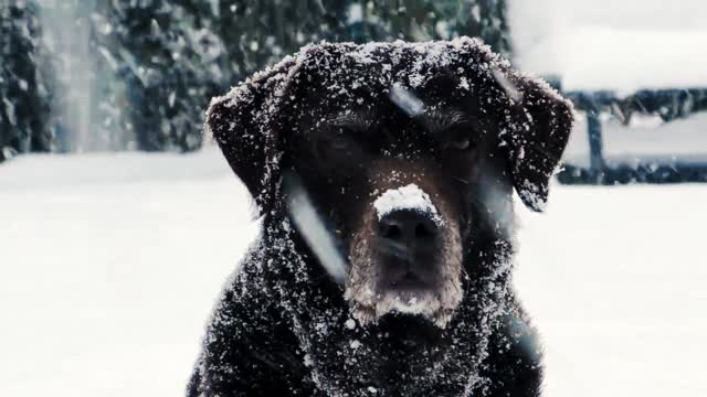 Silent puppy on ice ।