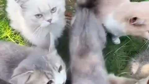 Funky cats