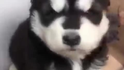 Animal video