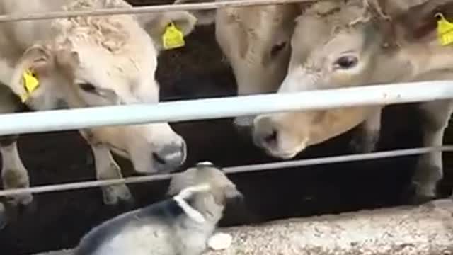 This puppy found a new group of friends