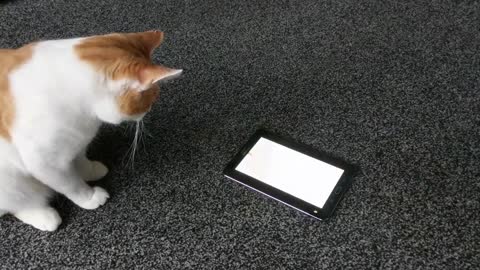 Cat deeply intrigued by tablet video game