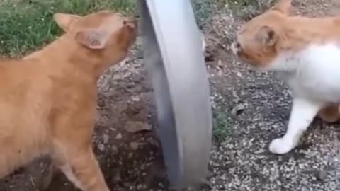 Funny cats