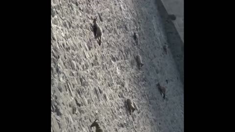 CRAZY Ibex Footage!