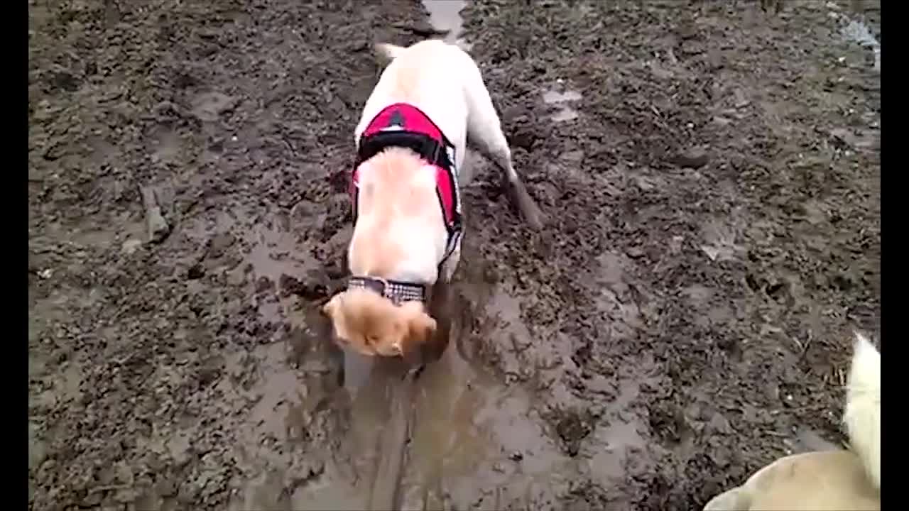 Labrador recorre enormes distancias para alcanzar un palo