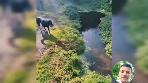 Laugh-Out-Loud Animal Fails: Funny Cats, Dogs, and Pet Antics Compilation!
