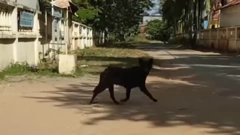 Troll Prank Dog Funny & fake Lion and Fake Tiger Prank To dog & Huge Box Prank to dog