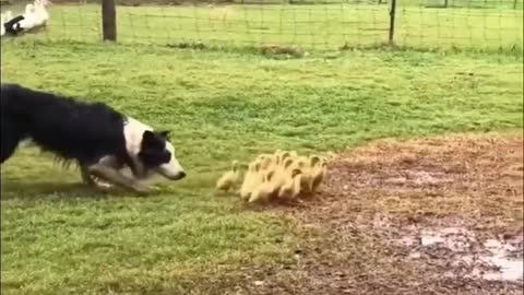 A border collie gently guiding ducklings into a puddle