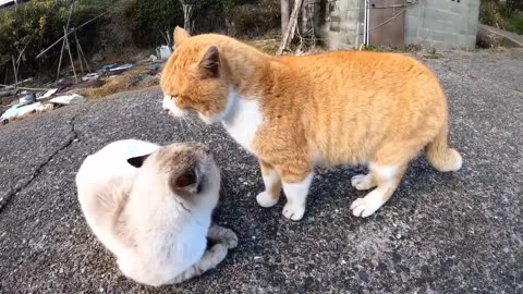Kucing Berantem meong meong , Kucing Oren bar bar