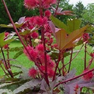 Top 10 Most Popular Poisons In The World Part 1