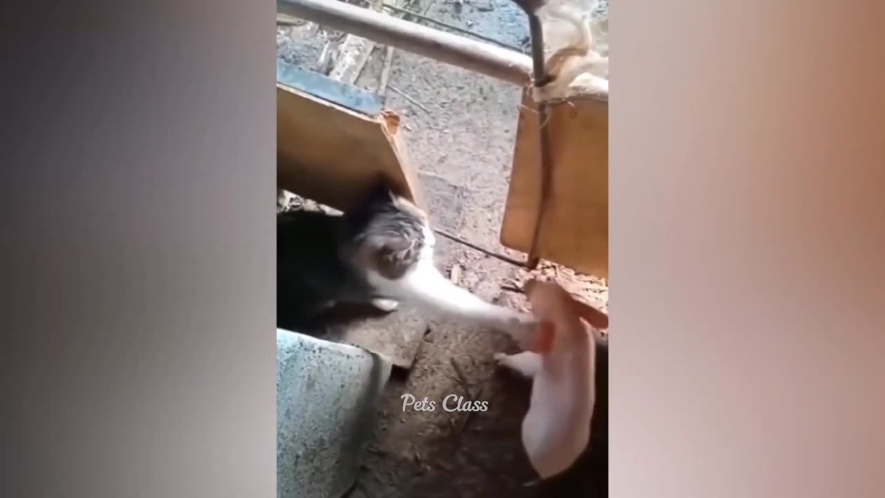 "Wildly Funny Animal Antics: A Must-Watch Video!"