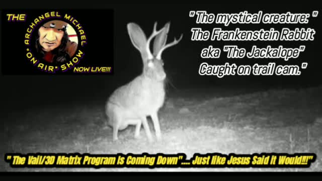 MYSTICAL CREATURE CAUGHT ON TRAIL CAMERA, THE FRANKENSTEIN RABBIT/ aka THE JACKALOPE 😲