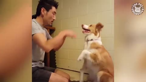 Funny Dog Compilation