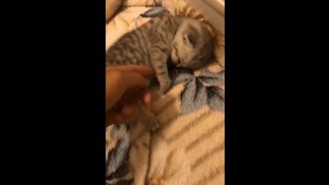 Funniest Cats 😹 Don't try to hold back Laughter 🤣🤣 #29💗 Cutest Lands