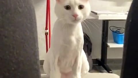 Cute baby cat dancing video #cutebabycat #babycat #cat