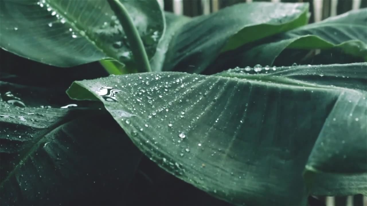 Cozy Bedroom on a Rainy Night with Thunderstorm Sounds & Wind Sounds