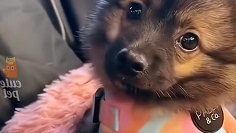 Funny Animal Video #7