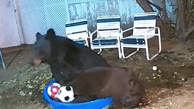 Bears Play with Soccer Balls in Kiddie Pool