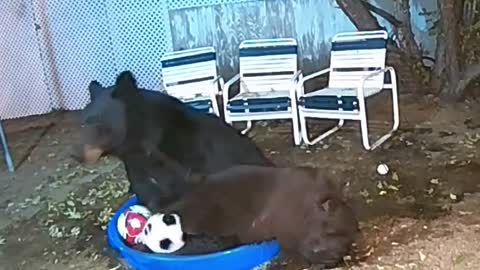 Bears Play with Soccer Balls in Kiddie Pool