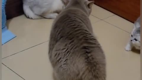 Cat is Funny