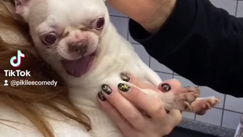 Funny dog bite man! Video part 97. #funnyvideo #funny #dog #fun #cat #fail #awesome #funnyanimals