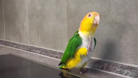 Funny love bird