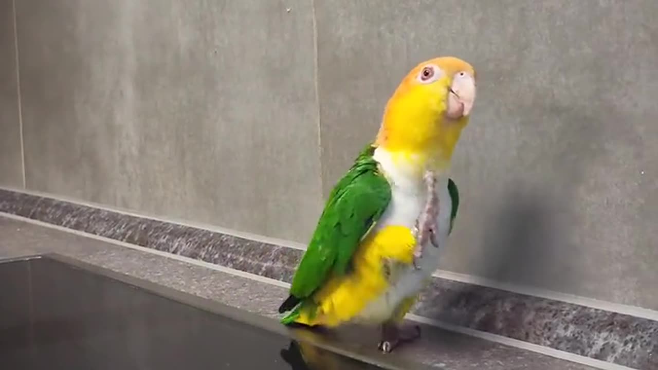 Funny love bird