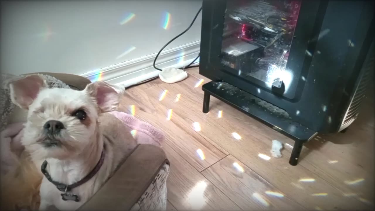 Dog and Crystal Ball