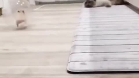 So funny cat 🐈and mouse🐀 video