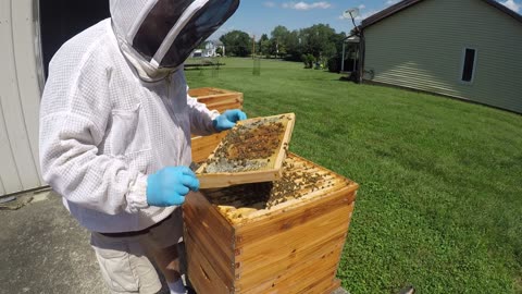August 12, 2024 Hive Inspection Part II