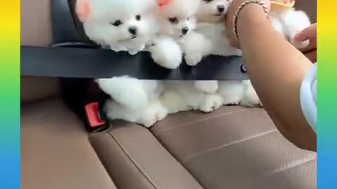 🐕 dog baby video