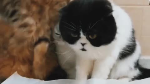 Funny Cat.