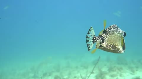 Sea Life