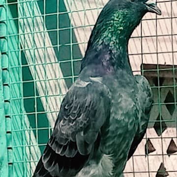 Ustad Malik Mohkam's Pigeon