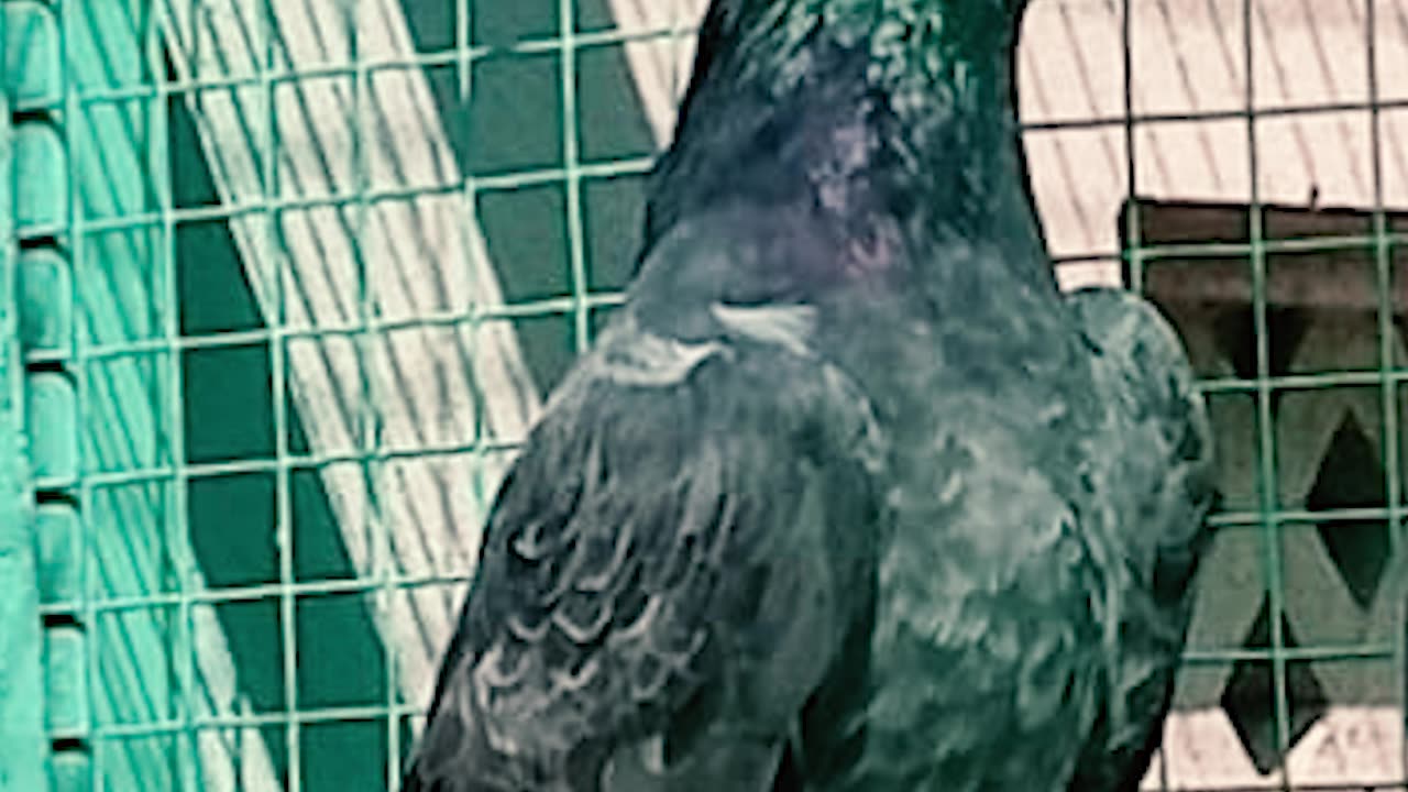 Ustad Malik Mohkam's Pigeon