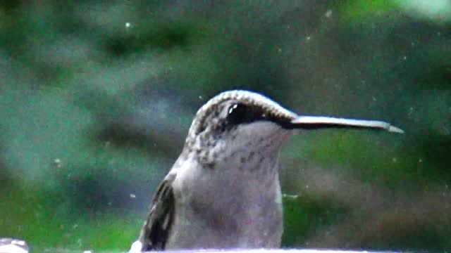 Hummingbird
