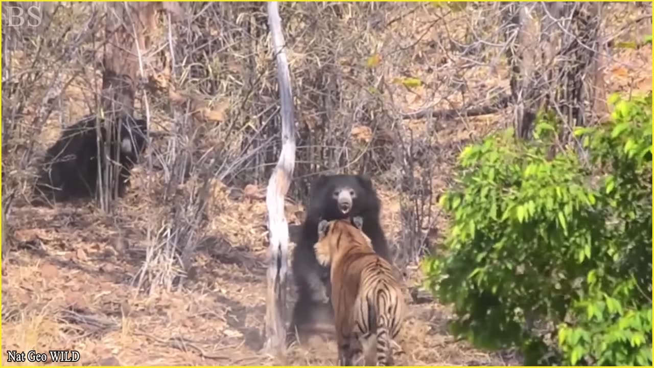 9 Strongest and Deadly Predators In The Wild