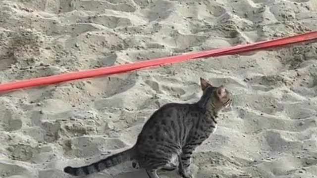 si oyen barbar lagi🐈 #kucingoren