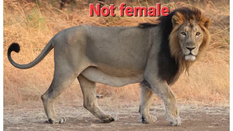 What isn't a Woman