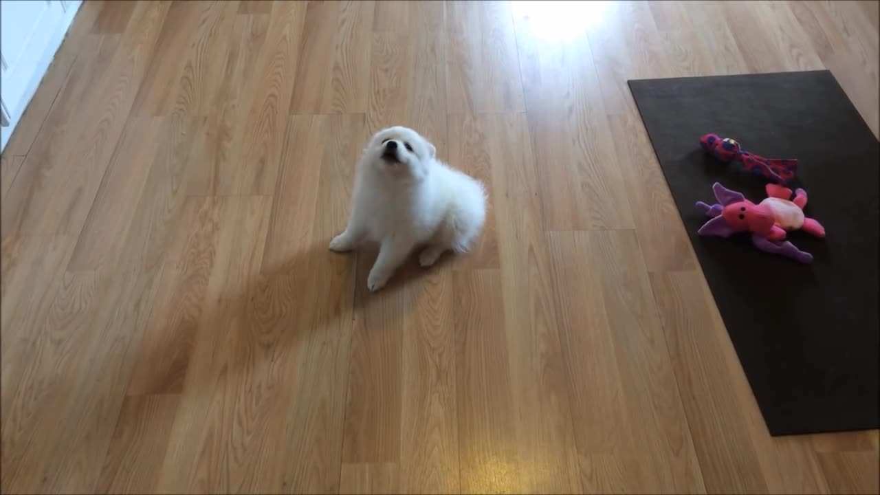 CUTEST PUPPY NOISES