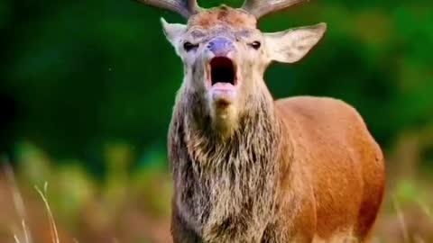 Red deer