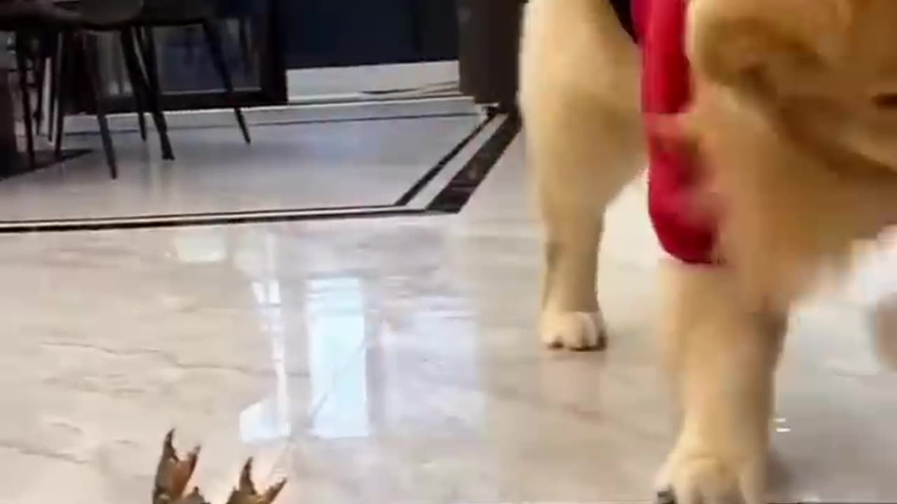 "Bark-tastic Laughs: Unleash the Cuteness in this Hilarious Dog Comedy Compilation!"
