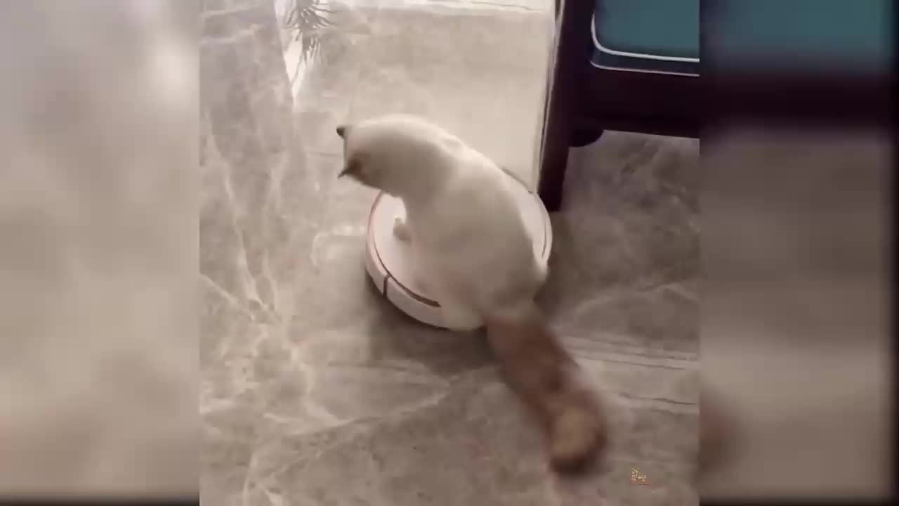 cute cat, really likes to sit on the cleaning machine