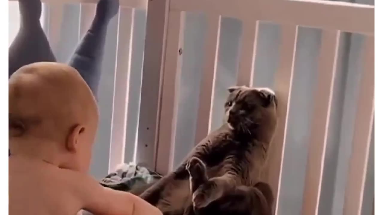 Funny cat acting like a teddy!!