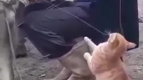 Cat like a Boss