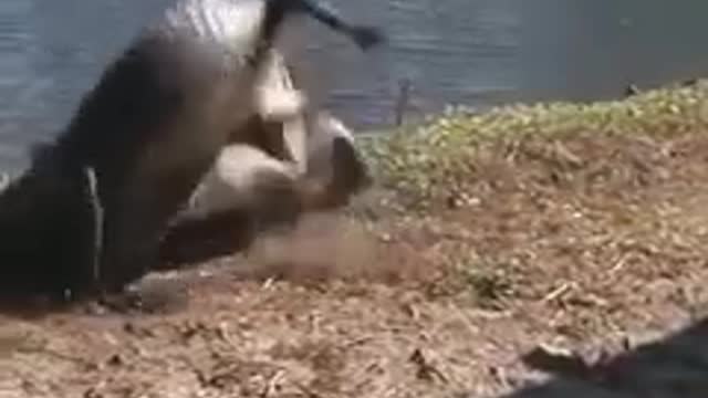 INCREDIBLE CROCOCDILE FIGHT
