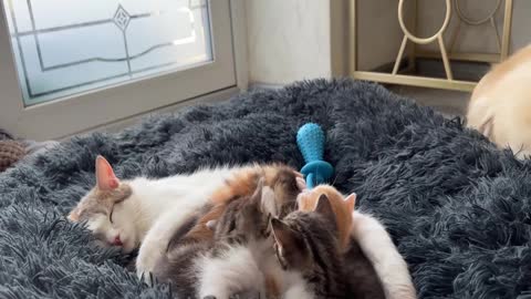 11You Definitely Laugh； I Believe In ItFunny Animal Videos ； Funniest Cats And Dogs Videos ：😇😇😇😇 #