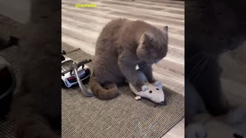 Funny Cats Compilation