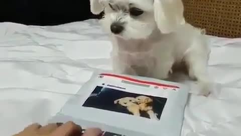 A dog that learns to type
